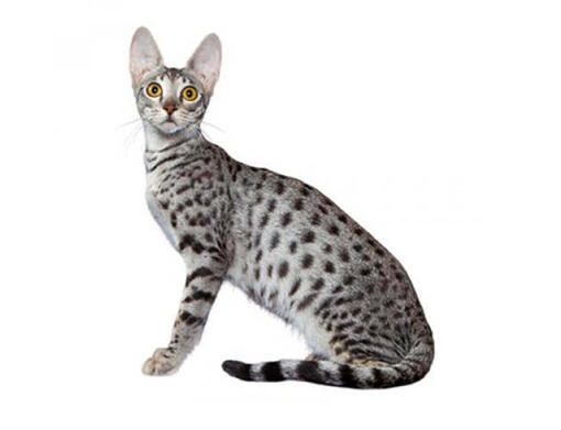 Savannah Cat Breed Information | Purina